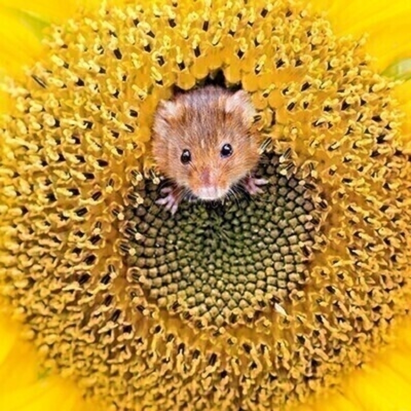 This blank greetings card called Sunflower Mouse from the Art Group shows a cute little mouse sitting in a yellow sunflower. The yellow is very cheerful and the card has been left blank inside so you can write your own message. It comes with an envelope and is a lovely card for any special occasion.
